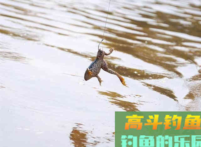黑鱼钓法大盘点，这3种钓法中，你认为哪种比较好