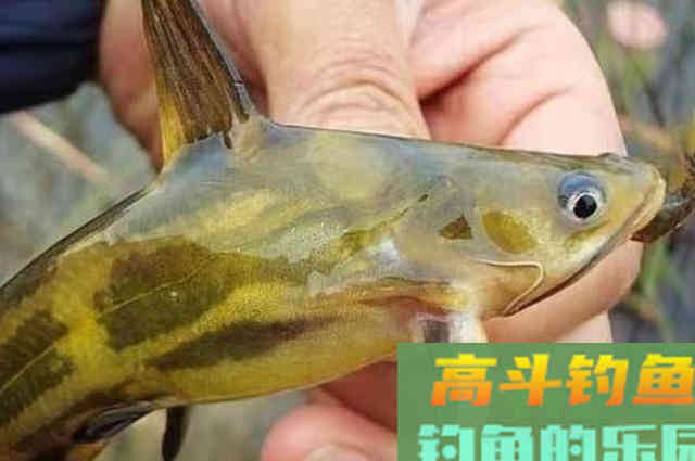 老司机再次分享：诱钓黄骨鱼的正确方式