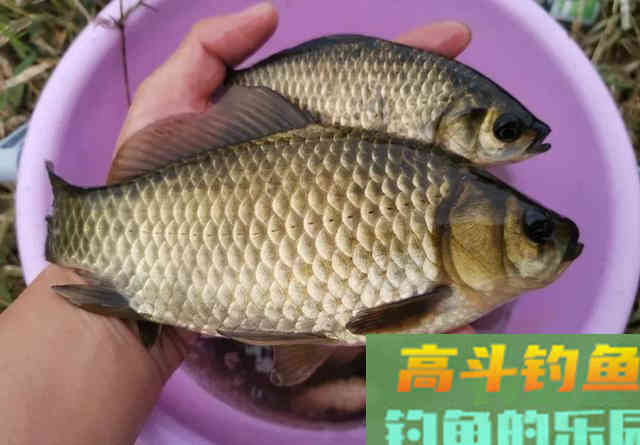 小野塘鲫鱼连杆，4个小时钓了半桶