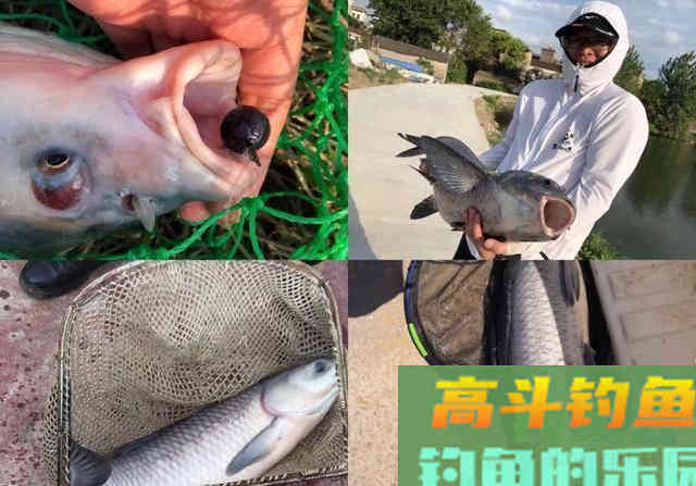 高手详细分析，垂钓青鱼该如何选择饵料