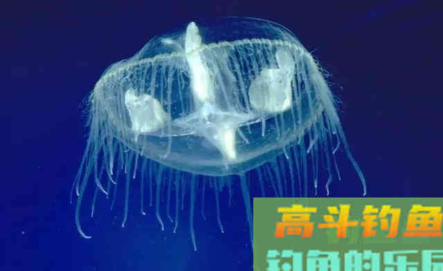 五彩斑斓桃花鱼,能在当今这个环境生存下来,确实实属不易 五彩斑斓桃花鱼,能在当今这个环境生存下来,确实实属不易