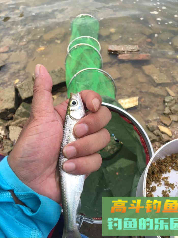 谈谈最近钓白条的心得，告诉你如何钓白条