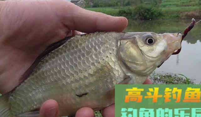 钓鲫鱼，我这样选配鱼线