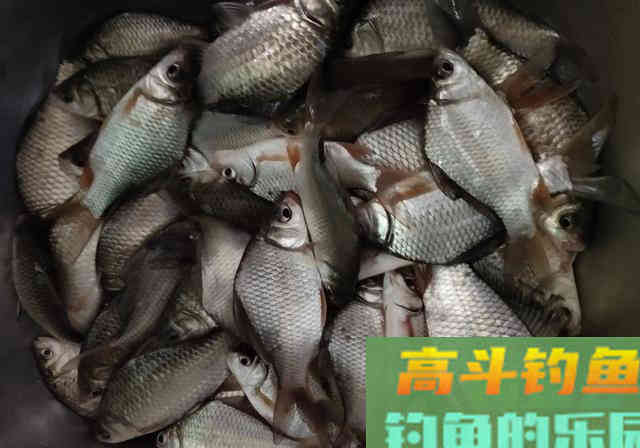 初夏，用长竿短线野钓鲫鱼，钓获一盆30多条大板鲫鱼