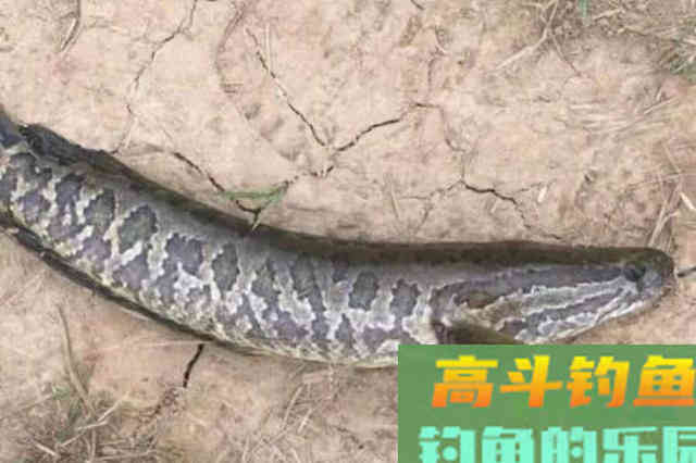 换用这几招来对付黑鱼,三天两头就想钓 换用这几招来对付黑鱼,三天两头就想钓
