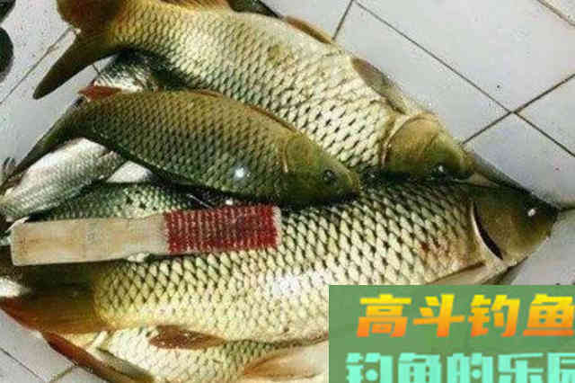 热天必备！这鲤鱼钓法简单易上手