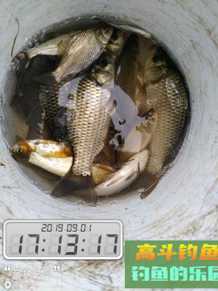 秋季如何垂钓大板鲫？传统钓七星漂、朝天钩组合