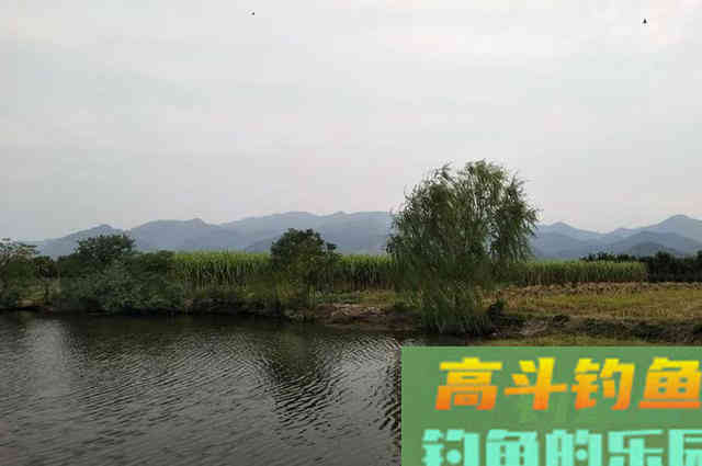 深秋钓鲫鱼，认准这些地方，一准不走空