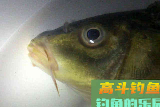 洛鲤伊鲂，贵于牛羊，钓黄河鲤是一种怎样的感受