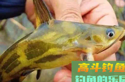 钓黄颡鱼的钓位选择和窝饵料技巧，轻松钓鱼