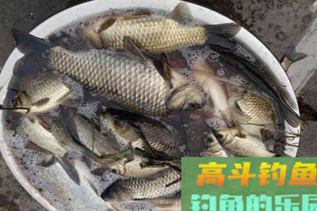 天气冷,大板鲫就不吃钩了,果断换用这钓法 天气冷,大板鲫就不吃钩了,果断换用这钓法