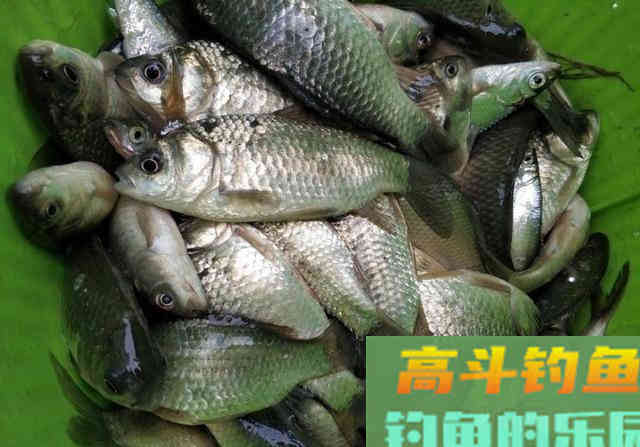 野河短竿抽钓，拉饵离底滑钓鲫鱼，30多条鲫鱼连竿咬钩