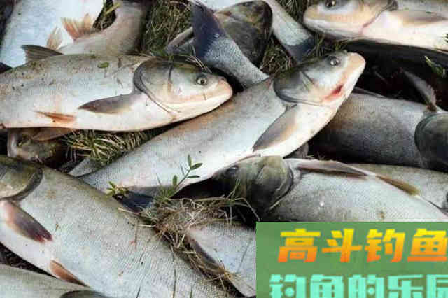 伏天唯独这鲢鳙钓法最实用，切记莫忽视