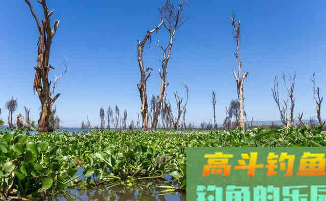 鲫鱼恋草需钓草,但很多人却不知道钓什么样的草 鲫鱼恋草需钓草,但很多人却不知道钓什么样的草