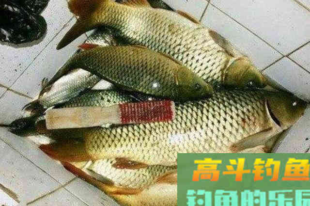 天一热，别嫌鲤鱼狡猾不上钩，这饵我连用二十年