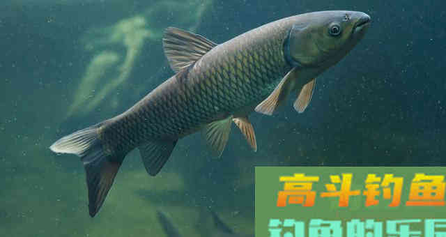 草鱼很贪吃，那么对于钓鱼人来说就好办