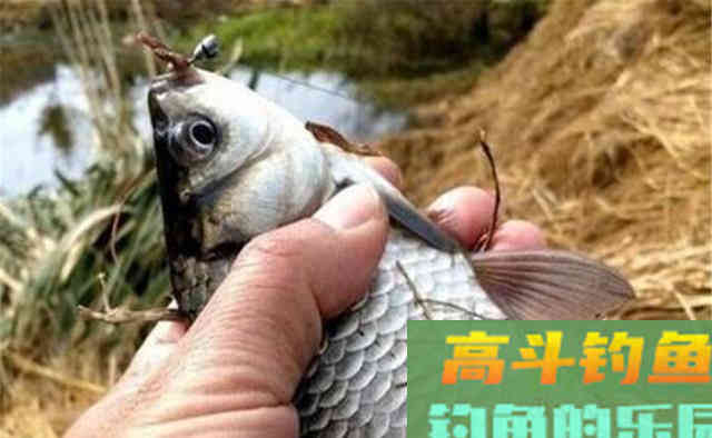 冬钓大板鲫，最爱这种钓法