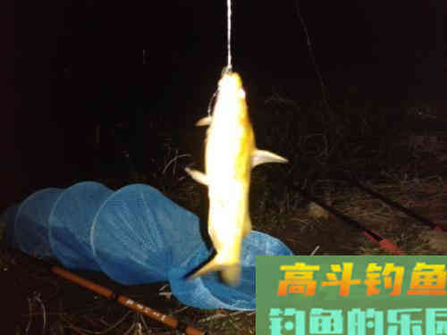 夜间守钓野鲤,这几个注意事项,直接影响最后的渔获 夜间守钓野鲤,这几个注意事项,直接影响最后的渔获