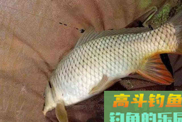 春钓时，大鲤鱼就爱吃这2种饵，莫不信