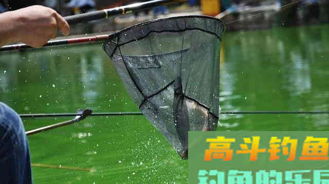 初夏鲫鱼不好钓，那是因为你没找对方法