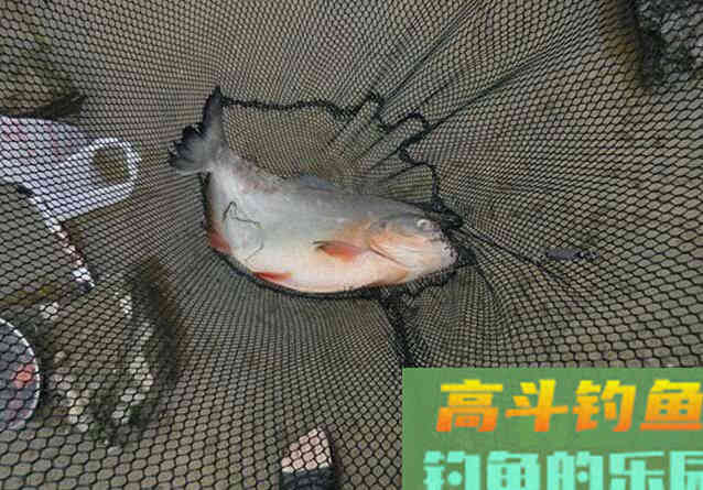 鲳鱼喜欢吃什么味道饵料?野钓高手告诉你 鲳鱼喜欢吃什么味道饵料?野钓高手告诉你