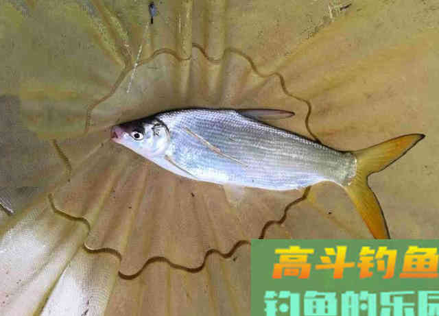 嘴巴小尾巴黄，3两重的冲劲很大，这鱼该如何垂钓