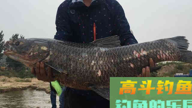 黑坑钓大青鱼并不难，难的是你不了解鱼情