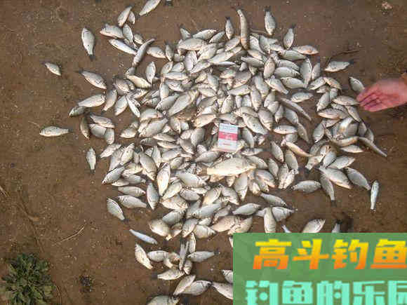 野钓时小鲫鱼闹窝太厉害,用这几招,中钩的都是大鲫鱼 野钓时小鲫鱼闹窝太厉害,用这几招,中钩的都是大鲫鱼