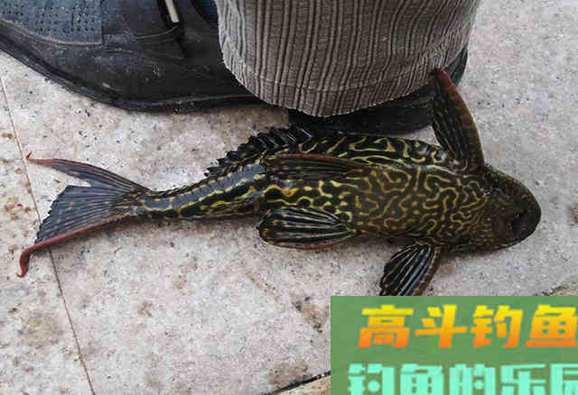 方能避开这种“臭名昭著”的鱼 方能避开这种“臭名昭著”的鱼