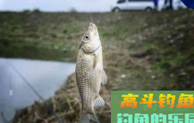 入秋如何钓鲫鱼?老手爆钓30斤的秘诀在这里 入秋如何钓鲫鱼?老手爆钓30斤的秘诀在这里