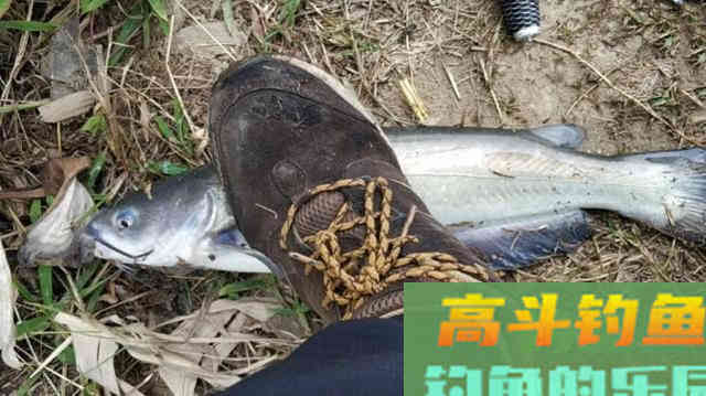 美国的叉尾鮰该如何垂钓?是否对本地鱼种构成威胁 美国的叉尾鮰该如何垂钓?是否对本地鱼种构成威胁