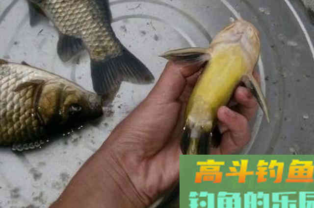惊蛰前后，黄颡鱼才最不好钓，果断换用这3招
