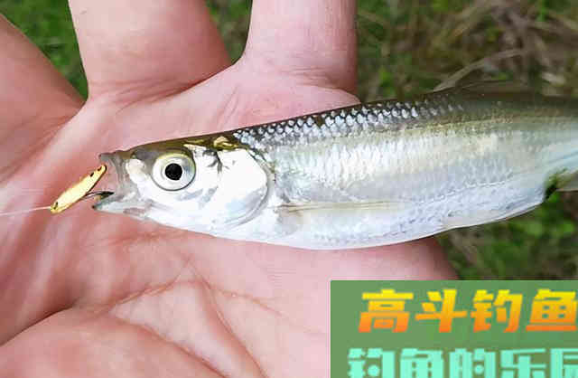 春末夏初，在河流如何钓白鲦