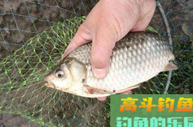 天气再冷我只需用这钓法,板鲫接二连三的上 天气再冷我只需用这钓法,板鲫接二连三的上