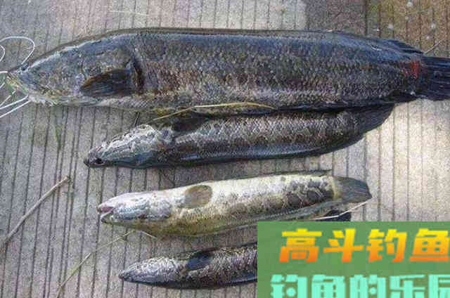 立秋前，我就常用这霸气十足的黑鱼钓