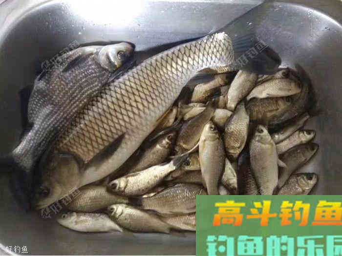个人野钓鲫鱼技巧总结 个人野钓鲫鱼技巧总结