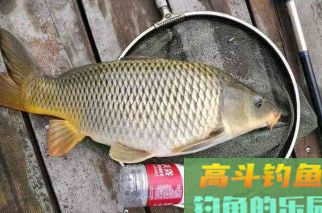 一提鲤鱼就犯钓瘾，还好我有这绝