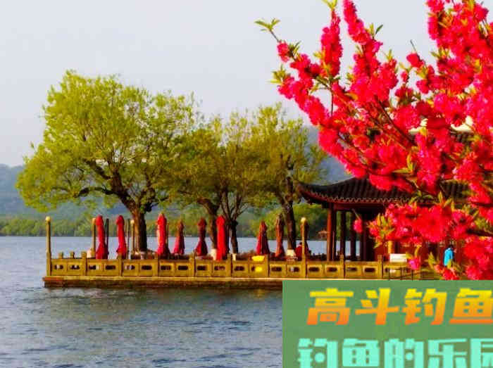 如何在浅水域钓大鲫鱼,学好这3个技巧,爆护不远了 如何在浅水域钓大鲫鱼,学好这3个技巧,爆护不远了