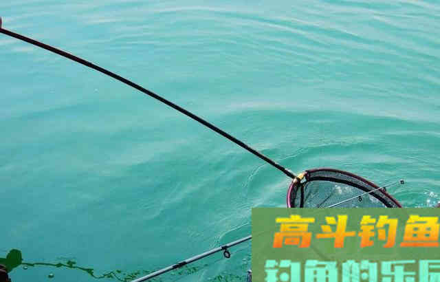 鲢鳙好不好钓？答案：好钓