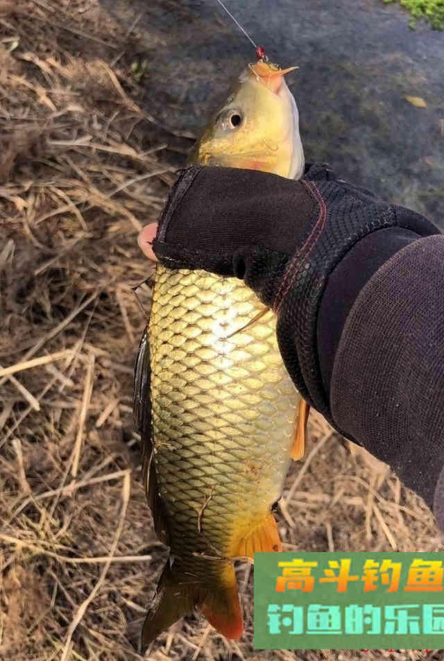长江钓鲤鱼，连竿作钓6条大鲤鱼，夏钓野生鲤鱼爆护教学