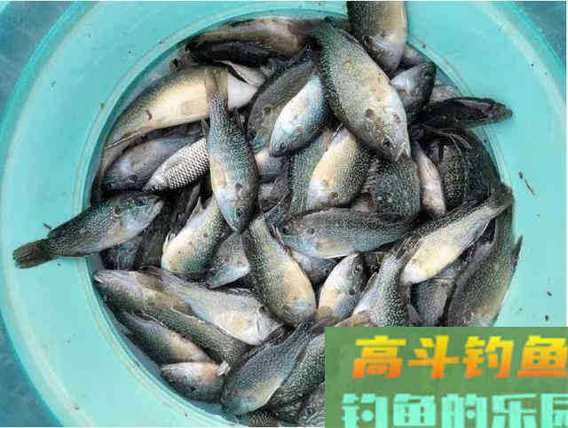 两小时钓80多条！小太阳鱼在北方多地泛滥