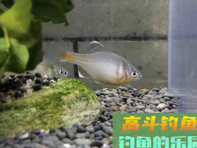 还在看不起&ldquo;屎光皮&rdquo;？论条5块，按斤上百，我冰箱中唯一的存鱼