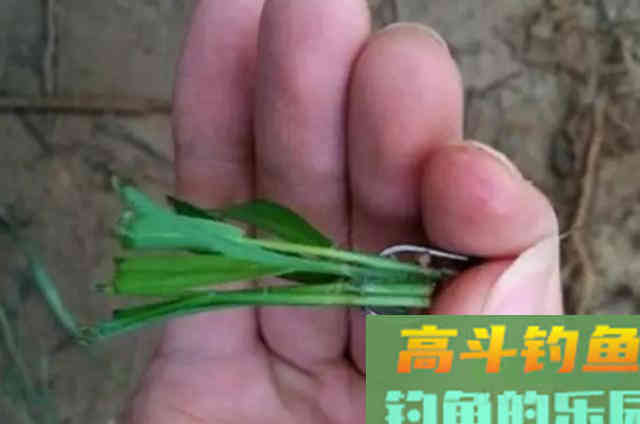 草鱼的3个钓法精髓,知道的人绝非泛泛之辈 草鱼的3个钓法精髓,知道的人绝非泛泛之辈