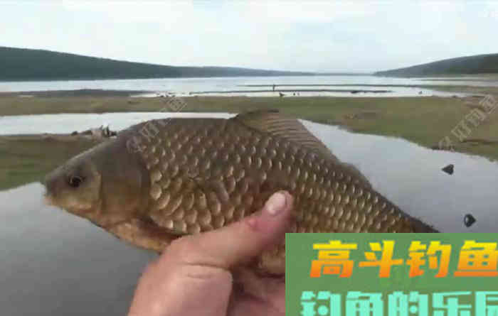 野钓策(19)鲫鱼习性与施钓的关联性 野钓策(19)鲫鱼习性与施钓的关联性