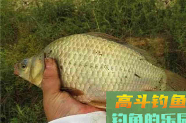 野钓鲫鱼时，请牢牢记住的一些用钩技巧