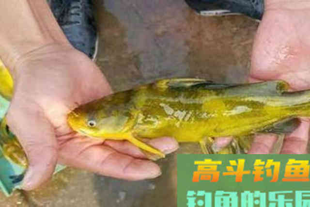 没用过这几招，你永远不知黄骨鱼有多好钓