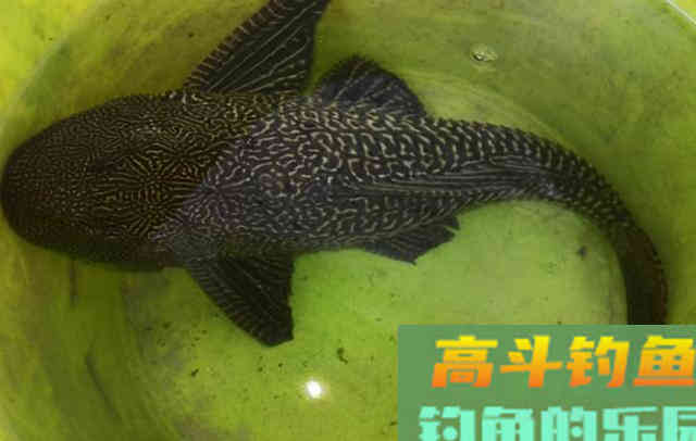 被人唾弃的清道夫，并非无一是处