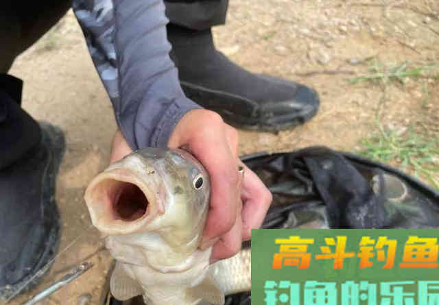 大水面低密度的黑坑如何钓鲤鱼？老钓友给你支2招