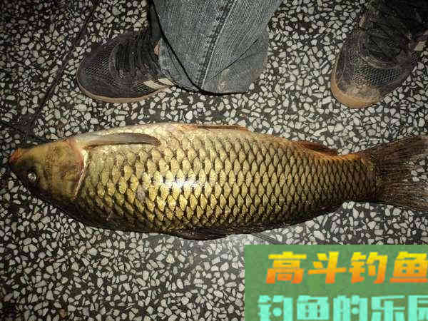 洛鲤伊鲂，贵于牛羊，钓黄河鲤是一种怎样的感受