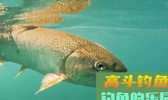 三文鱼国内养殖60年，如今成为黄河土著鱼